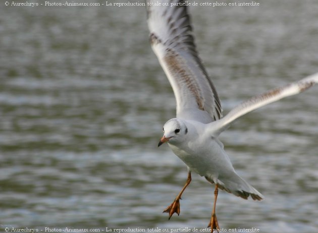 Photo de Mouette