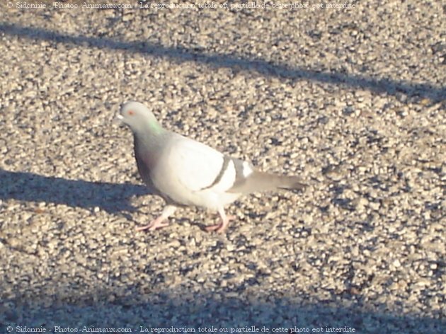 Photo de Pigeon