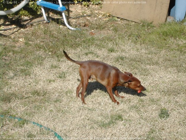 Photo de Pinscher nain