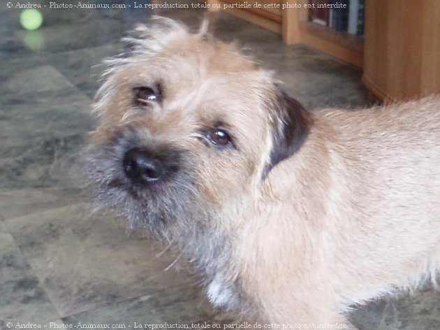 Photo de Border terrier