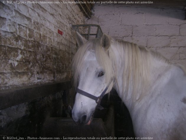 Photo de Camargue