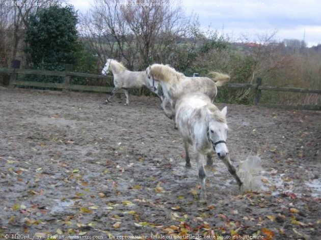 Photo de Camargue