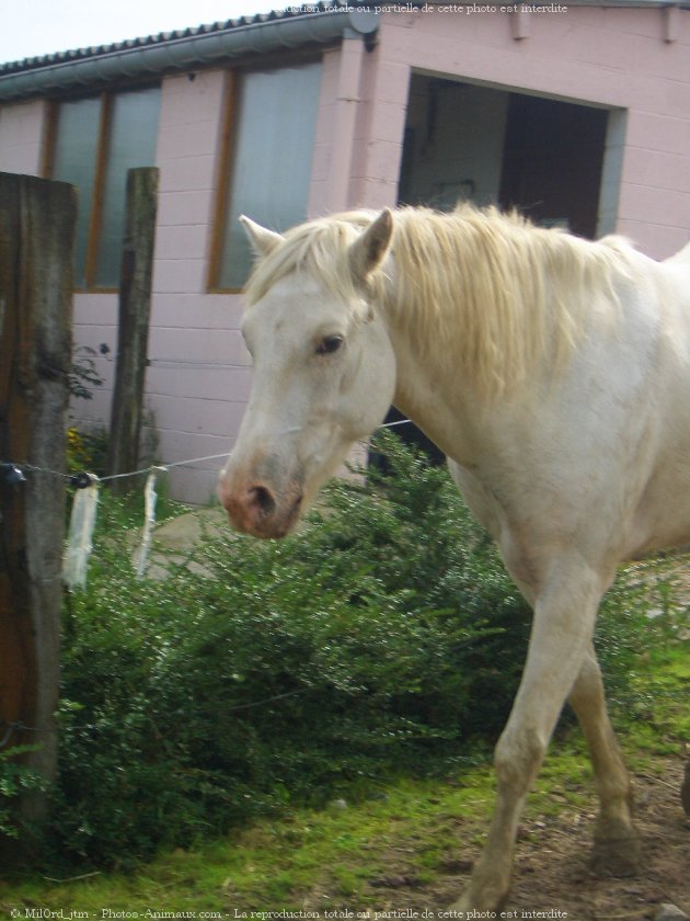 Photo de Camargue