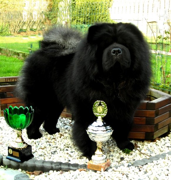 Photo de Chow chow