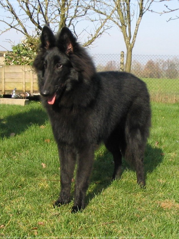 Photo de Berger belge groenendael