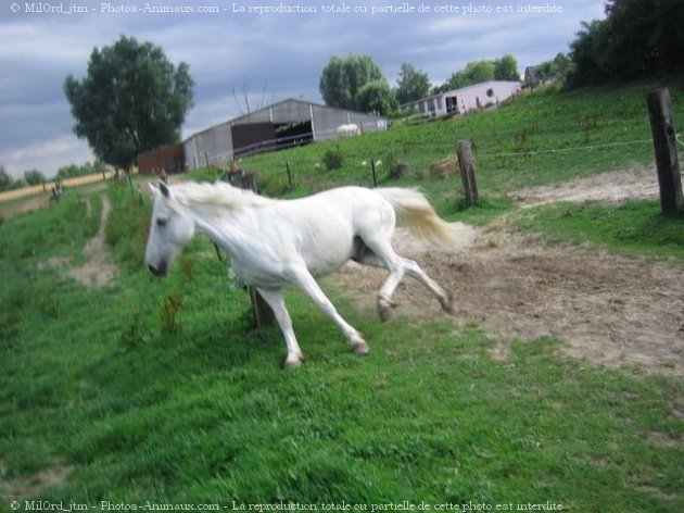 Photo de Camargue