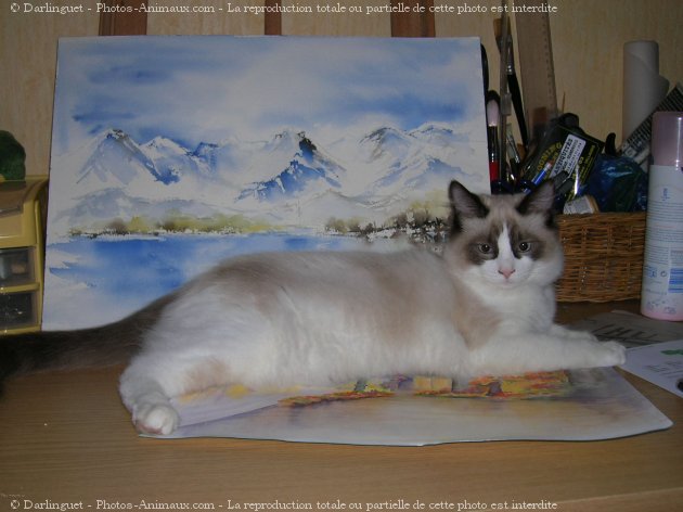 Photo de Ragdoll