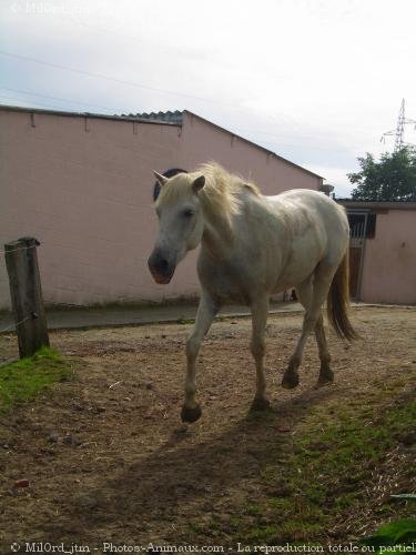 Photo de Camargue