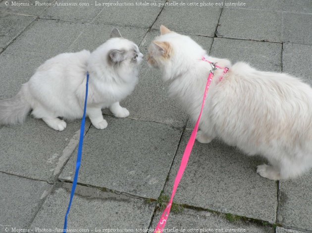 Photo de Ragdoll