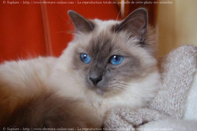 Photo de Sacr de birmanie