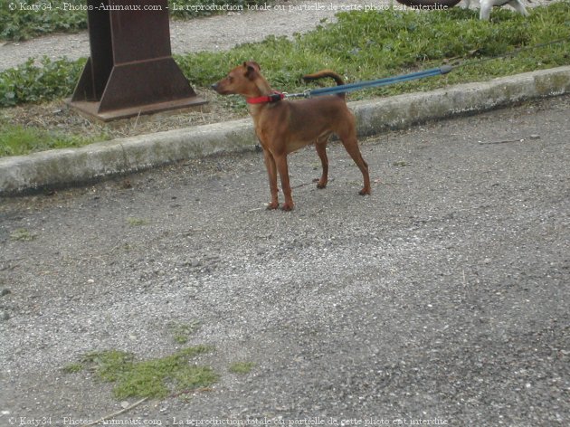 Photo de Pinscher nain