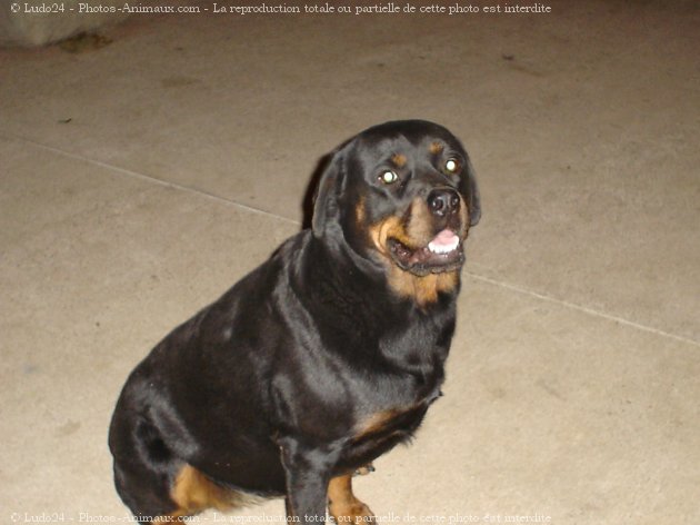 Photo de Rottweiler