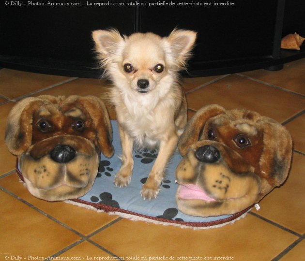 Photo de Chihuahua  poil long