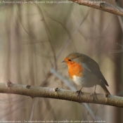 Photo de Rouge gorge