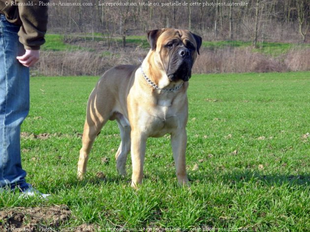 Photo de Bullmastiff