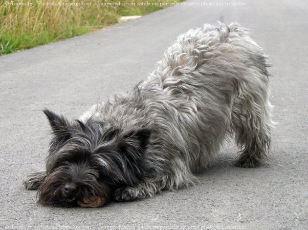 Photo de Cairn terrier