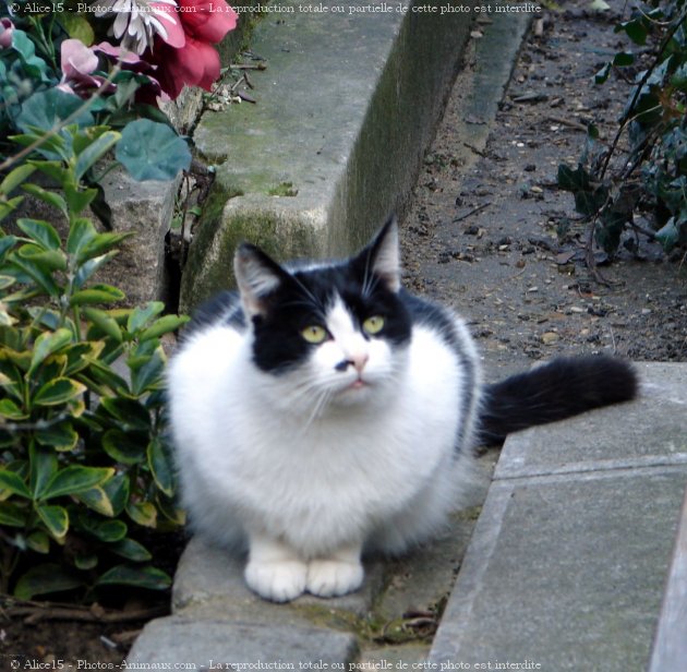 Photo de Chat domestique