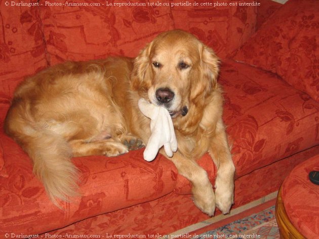 Photo de Golden retriever