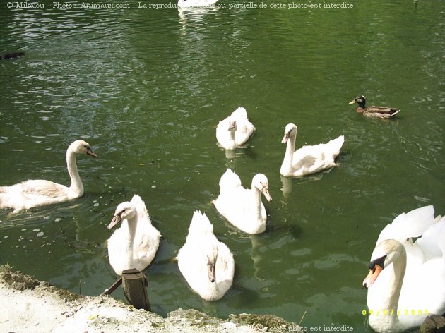 Photo de Cygne