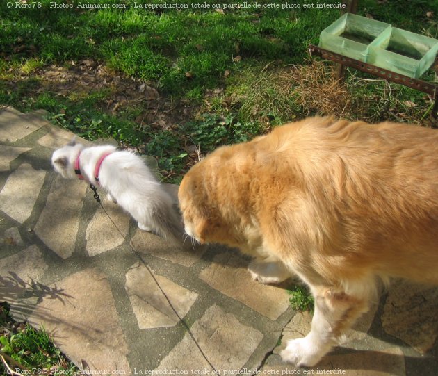 Photo de Golden retriever