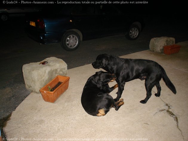 Photo de Rottweiler