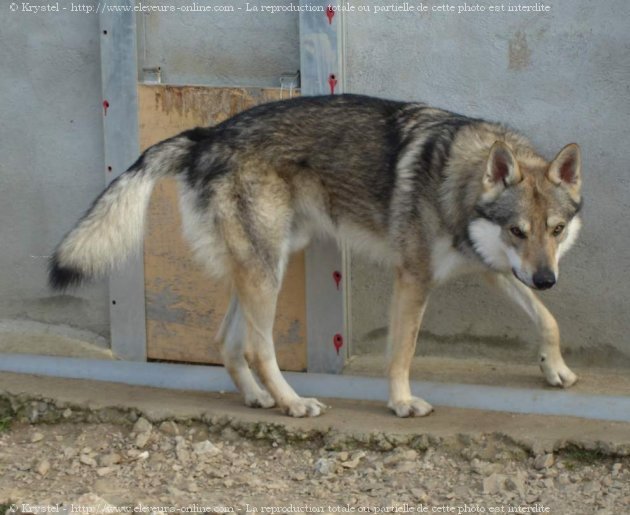 Photo de Chien loup tchcoslovaque