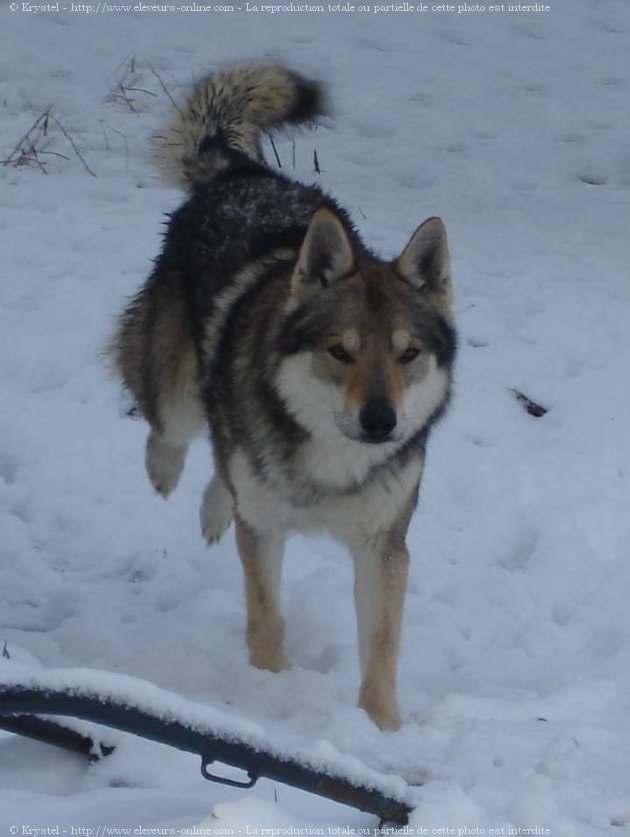 Photo de Chien loup tchcoslovaque