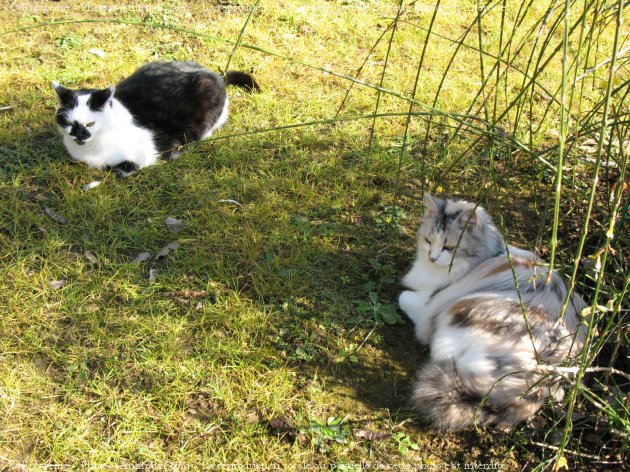 Photo de Chat domestique