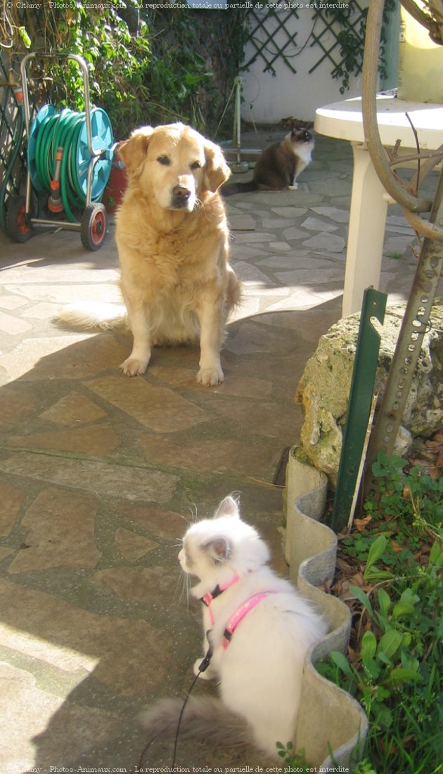 Photo de Ragdoll