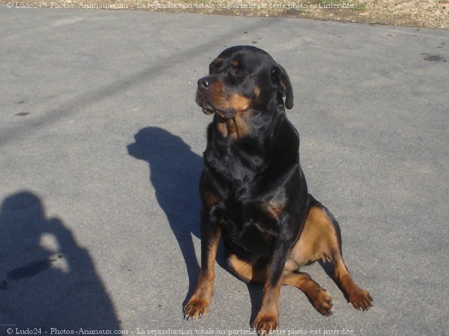 Photo de Rottweiler