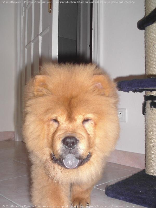 Photo de Chow chow