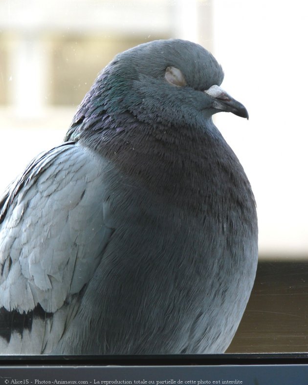 Photo de Pigeon