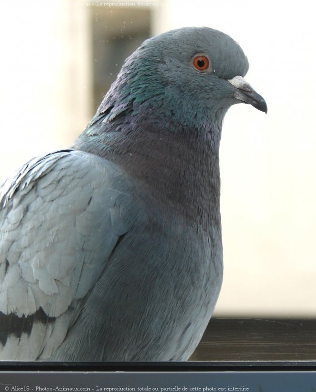 Photo de Pigeon