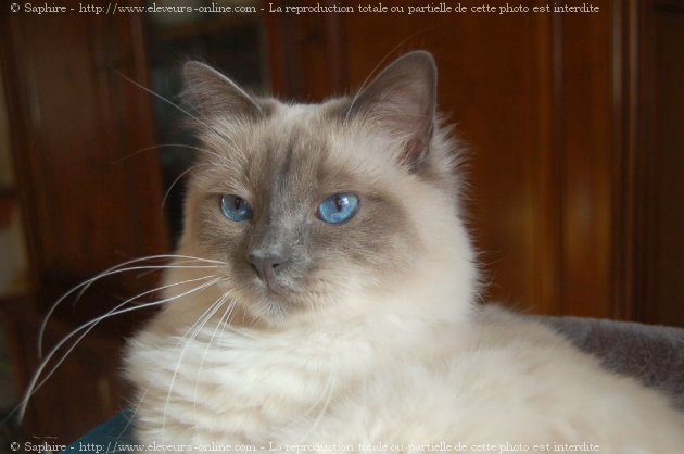 Photo de Sacr de birmanie