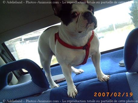 Photo de Bouledogue franais