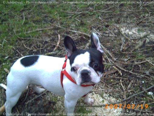 Photo de Bouledogue franais