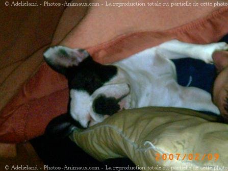 Photo de Bouledogue franais