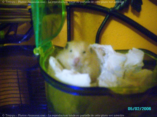 Photo de Hamster