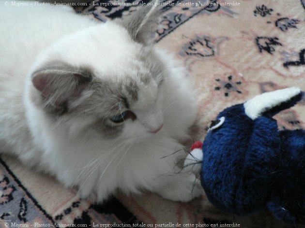 Photo de Ragdoll