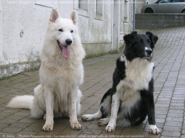 Photo de Berger blanc suisse