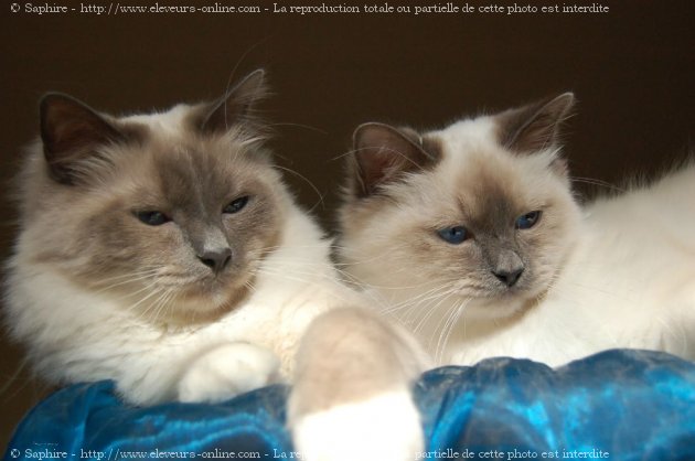 Photo de Sacr de birmanie