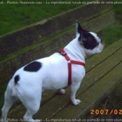 Photo de Bouledogue franais