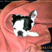 Photo de Bouledogue franais