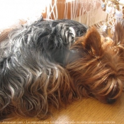 Photo de Yorkshire terrier