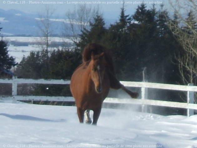 Photo de Quarter horse