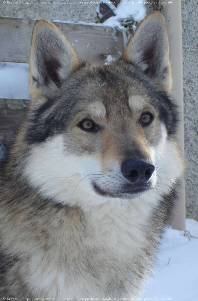 Photo de Chien loup tchcoslovaque