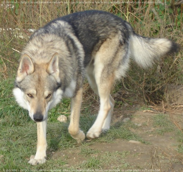 Photo de Chien loup tchcoslovaque