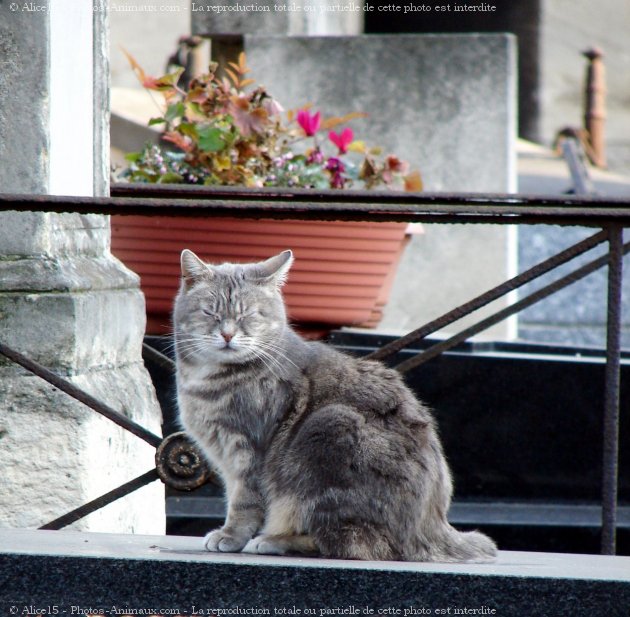 Photo de Chat domestique