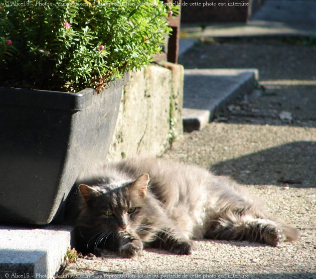 Photo de Chat domestique