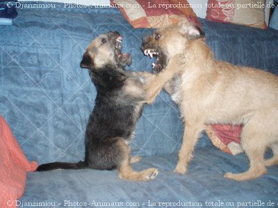 Photo de Border terrier